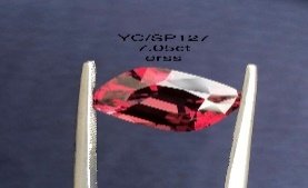 YC/SP127