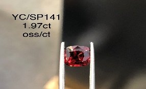 YC/SP141