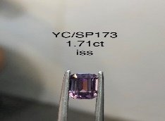 YC/SP173