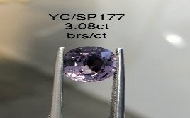 YC/SP177