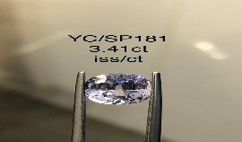 YC/SP181