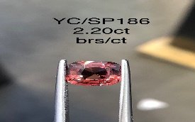 YC/SP186