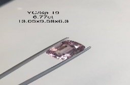 YC/SP19