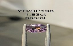 YC/SP198