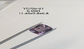 YC/SP21