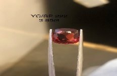 YC/SP222