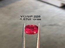 YC/SP228