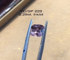 YC/SP229