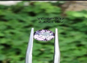 YC/SP237