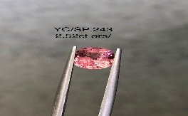 YC/SP243