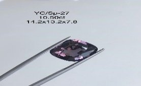 YC/SP27