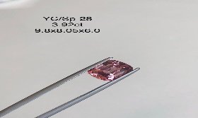 YC/SP28
