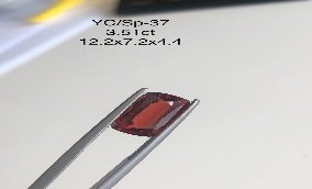 YC/SP37