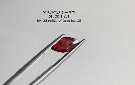 YC/SP41