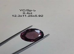 YC/SP5