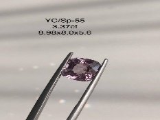 YC/SP55
