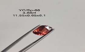 YC/SP66