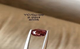 YC/SP86