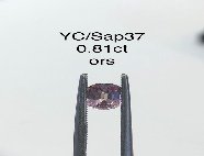 YC/Sap37
