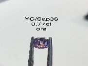 YC/Sap38