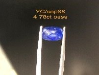YC/Sap88
