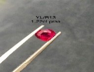 YL/R 13