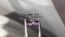 YL/SP79
