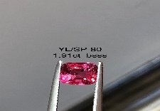 YL/SP80