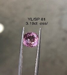 YL/SP81